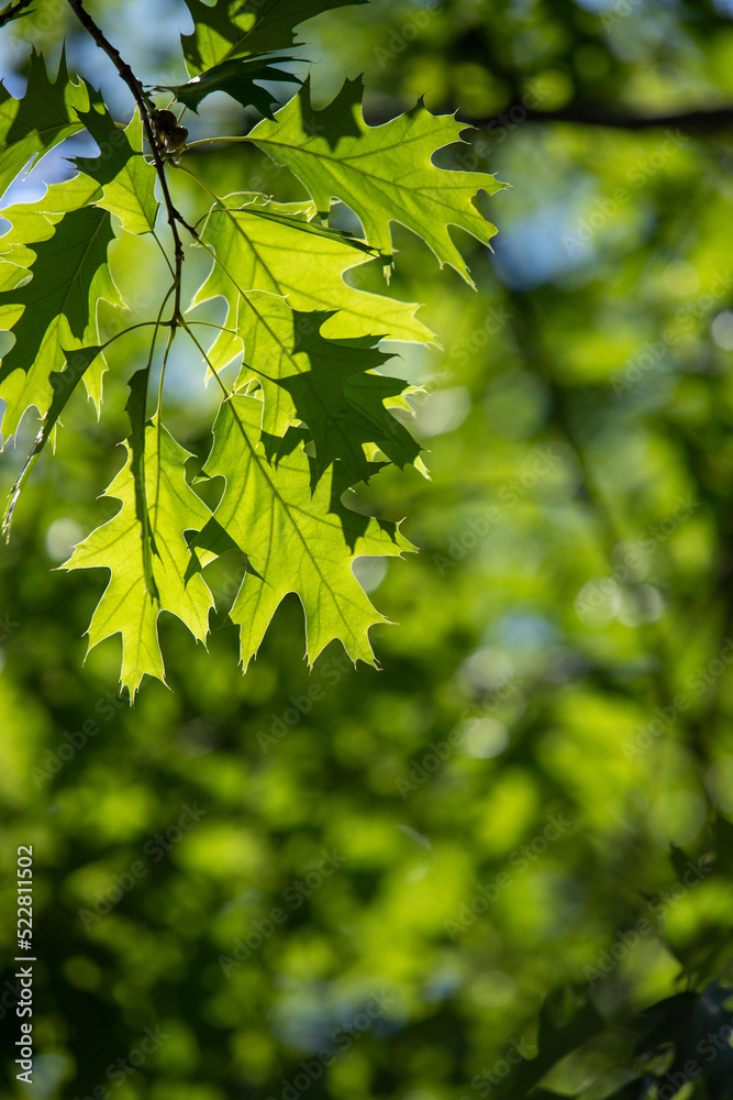 The young green leaves of the tree are the background of nature. The young green leaves of the tree are the background of nature.