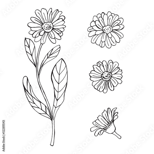 Calendula doodle flower. Black linear silhouette. For perfumery and cosmetics. Vector illustration