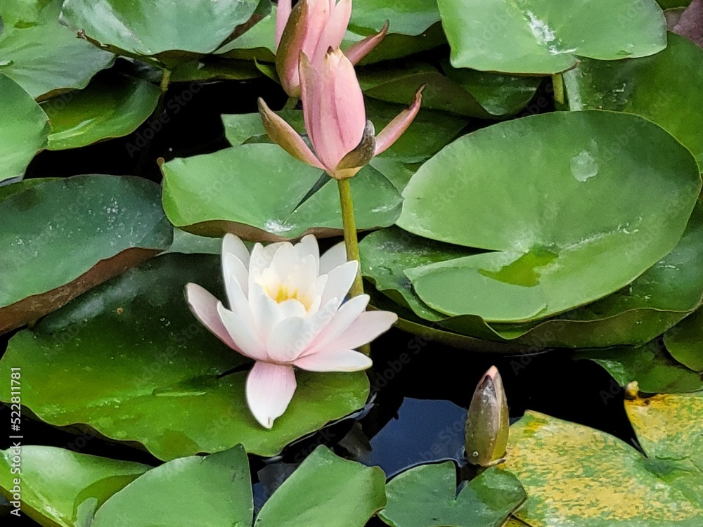 light pink water lily light pink water lily