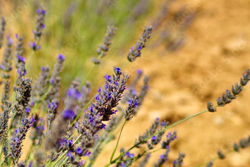 Landscape of beautiful lavender fields in the province of Murcia 