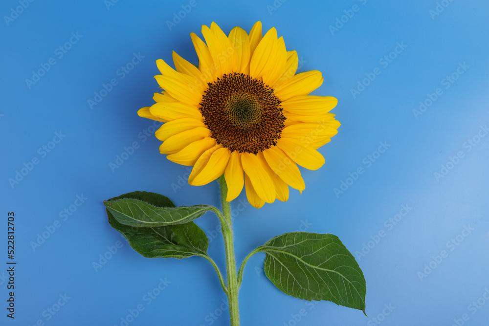 Bright yellow sunflower on blue. Sunflowers are a symbol of Ukraine. Copy space for your text. Bright yellow sunflower on blue. Sunflowers are a symbol of Ukraine. Copy space for your text.
