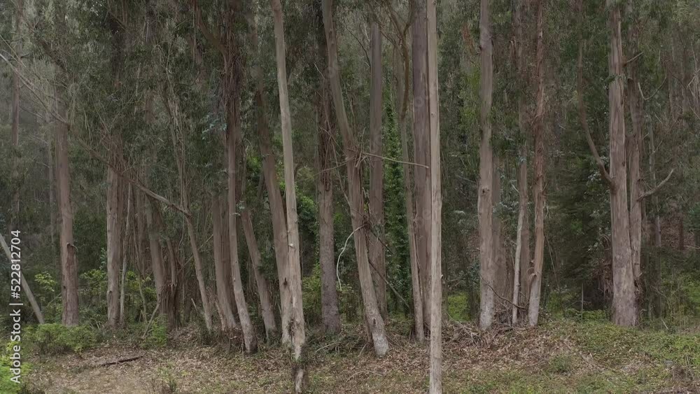Aerial: forest in spring, drone view Aerial: forest in spring, drone view