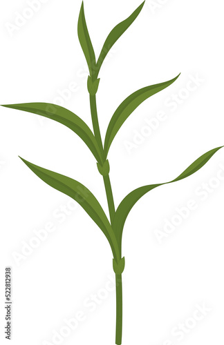 carnation leaf hand drawn illustration.