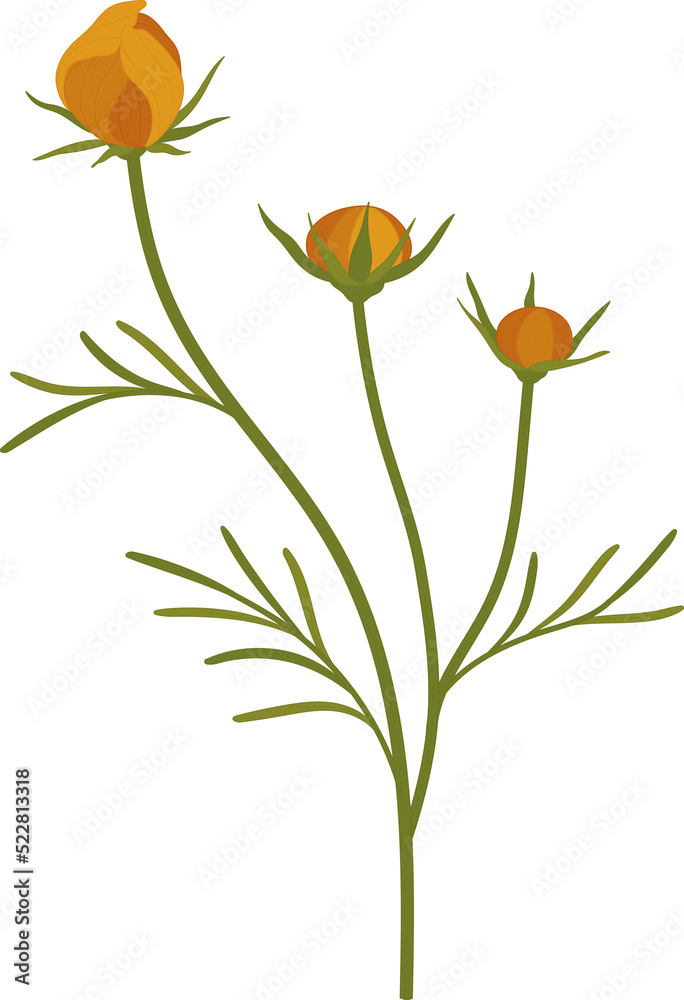 Orange cosmos flower hand drawn illustration.