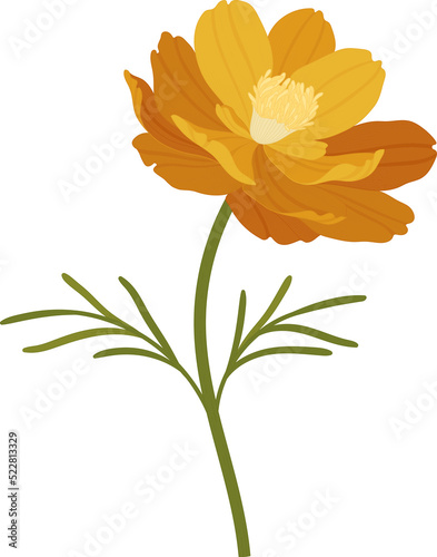 Orange cosmos flower hand drawn illustration.