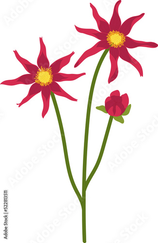 Red dahlia flower hand drawn illustration. © suwi19