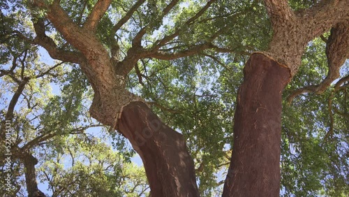 Cork tree garden (cork oak) is a long-standing business in parts of Portugal,  photo