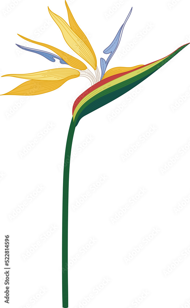Bird of paradise flower hand drawn illustration.