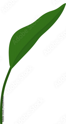 Heliconia leaf hand drawn illustration.