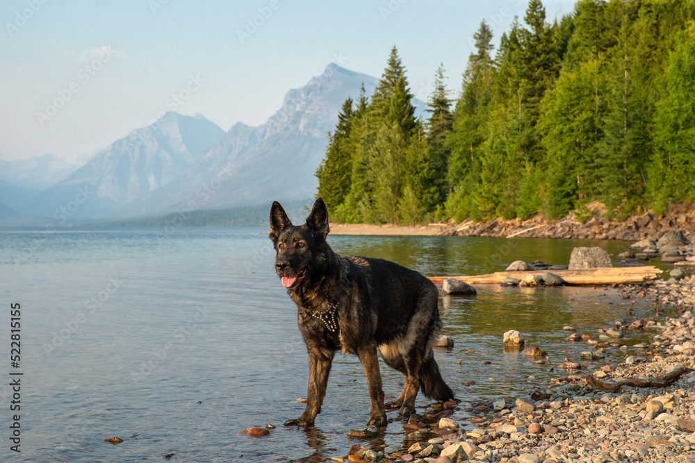 German Shepherd dog standing in rocky lake or river water looking at sunrise or sunset with mountains in background at Glacier National Park German Shepherd dog standing in rocky lake or river water looking at sunrise or sunset with mountains in background at Glacier National Park