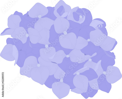 Blue hydrangea flower illustration.