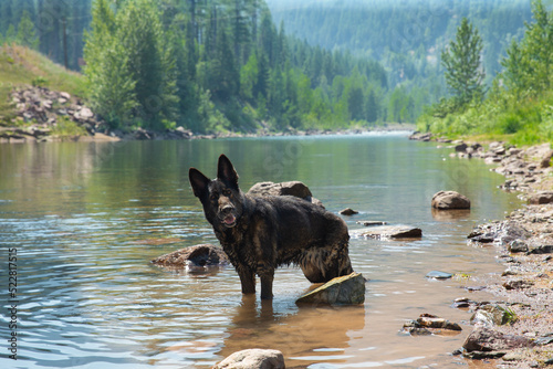 Photography Curious German Shepherd dog standing in rocky lake or river water looking camera