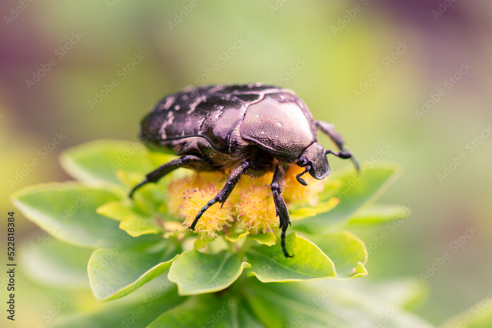 Cetonia aurata golden beetle on milkweed flowers. Beauty of nature. Cetonia aurata golden beetle on milkweed flowers. Beauty of nature.
