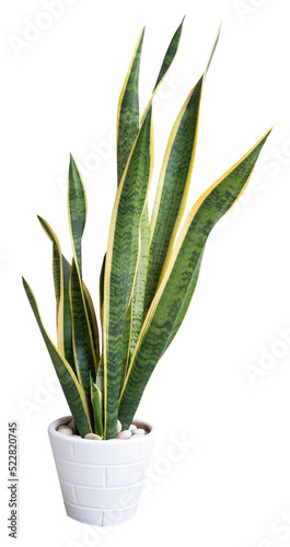 Snake plant Sansevieria air purify tree  in white flower pot isolated on white with clipping