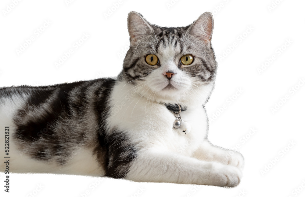 Lovely cat beautiful face sit on floor isolate on white background