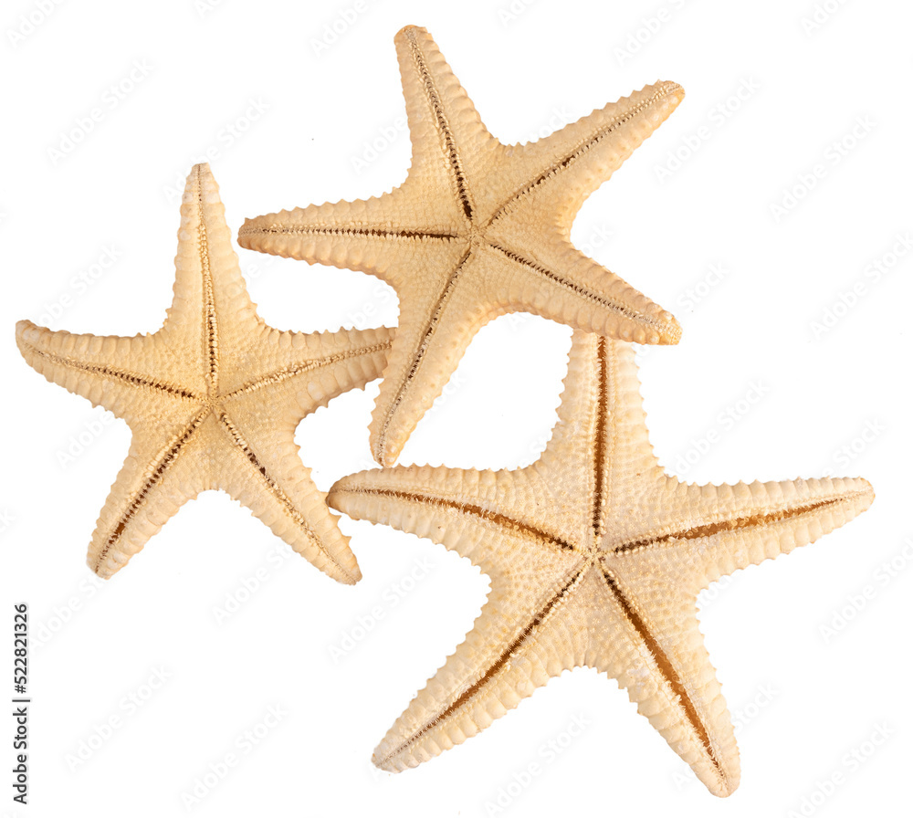 Seashell starfish top view isolated on white background with clipping path Seashell starfish top view isolated on white background with clipping path