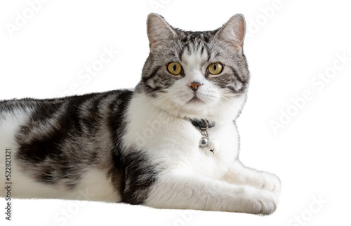 Fototapeta Naklejka Na Ścianę i Meble -  Lovely cat beautiful face sit on floor isolate on white background