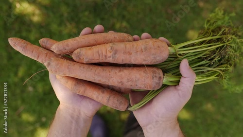 Close-up farmer holding carrots in hands, organically grown carrots. Outdoor Farmers Market. 