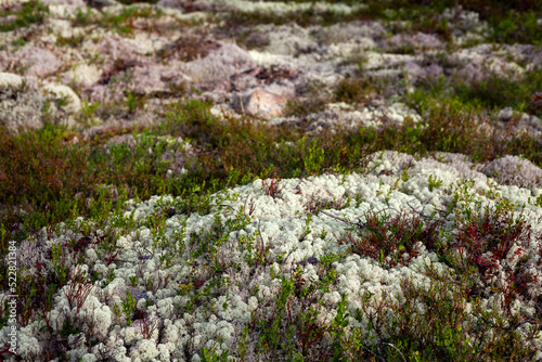 Forest floor covered with reindeer moss in the evening light, landscape in southern Norway, Cladonia rangiferina
