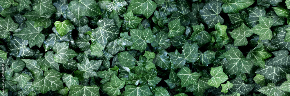 background of lush green ivy leaves, dark tone, abstract green texture, banner background of lush green ivy leaves, dark tone, abstract green texture, banner