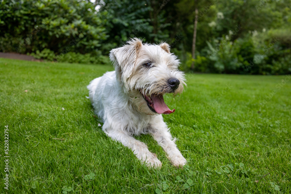 Jack Russell Terrier Dog resting in Green Garden Jack Russell Terrier Dog resting in Green Garden
