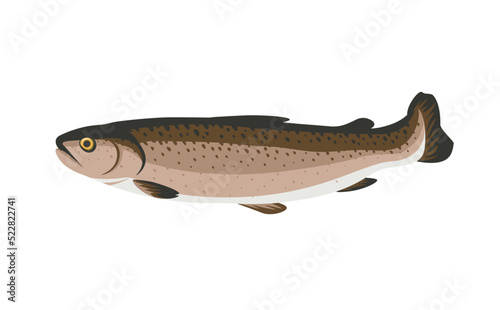 Trout fish cartoon vector illustration isolated on white background. Freshwater fish.
