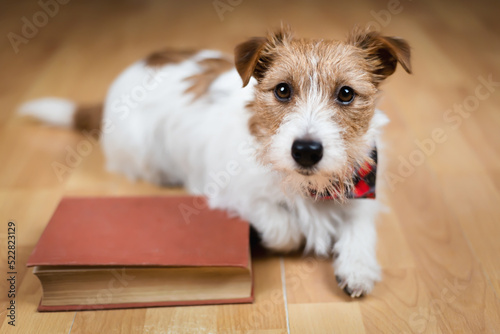 Cute pet dog listening on an old book. Back to school or puppy training.