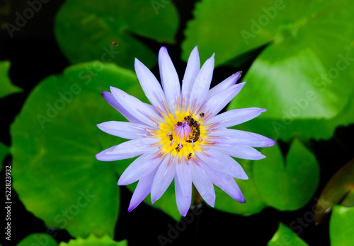 Bees swarm beautiful purple lotus in a pond