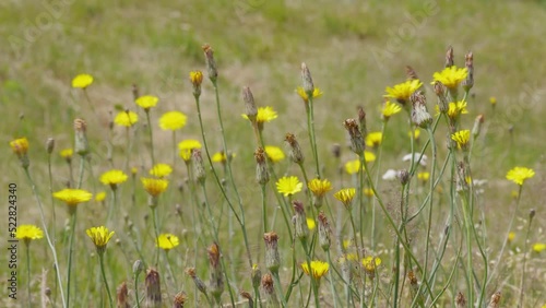 Meadow and blooming yellow flowers. Summer background.
