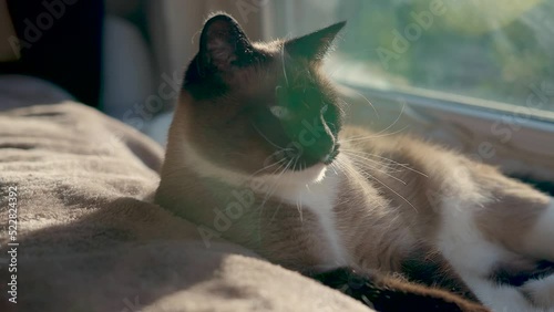 Yawning Siamese cat lit by the evening sunligth  from a window. Cinematic video with blurred background and shallow depth of field.
