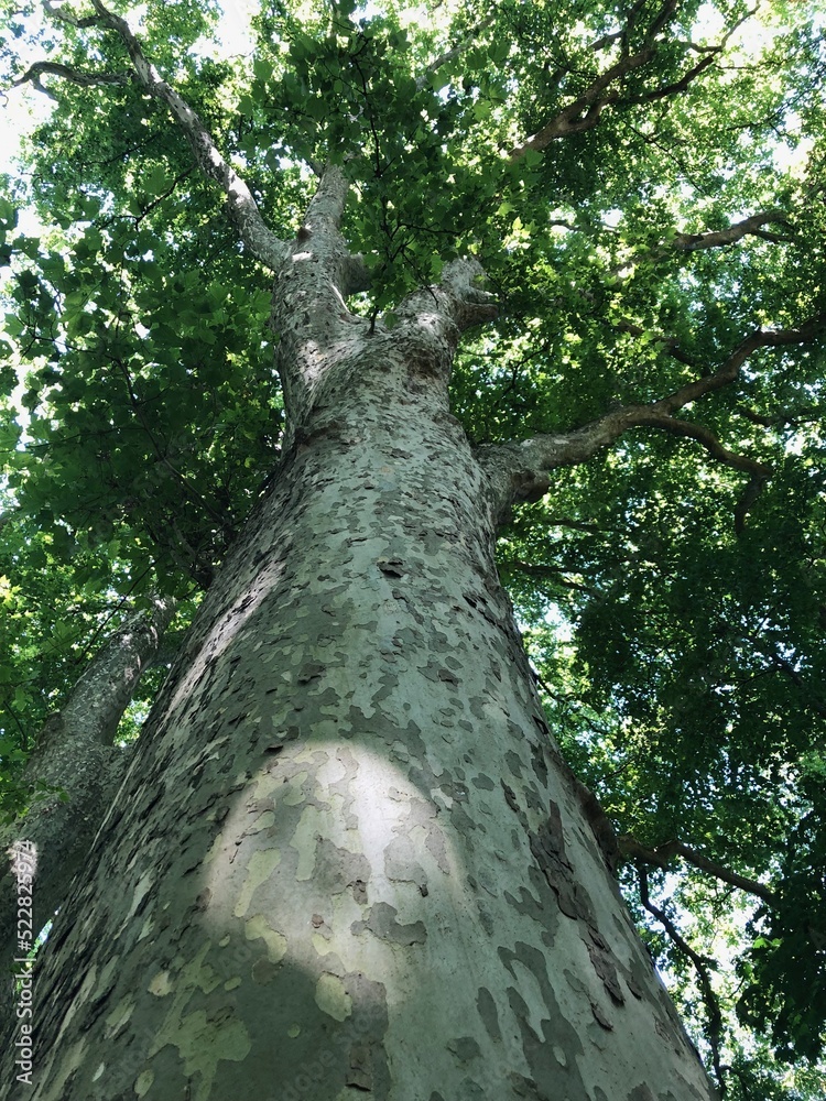 Fototapeta premium Plane tree trunk. 250-year old plane tree. Low angle on tree foliage in summer.