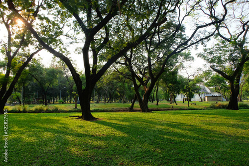 Fototapeta Naklejka Na Ścianę i Meble -  Natural views, big trees and green grass in the park in Bangkok, Thailand