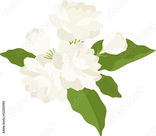 Bouquet of jasmine flower illustration.