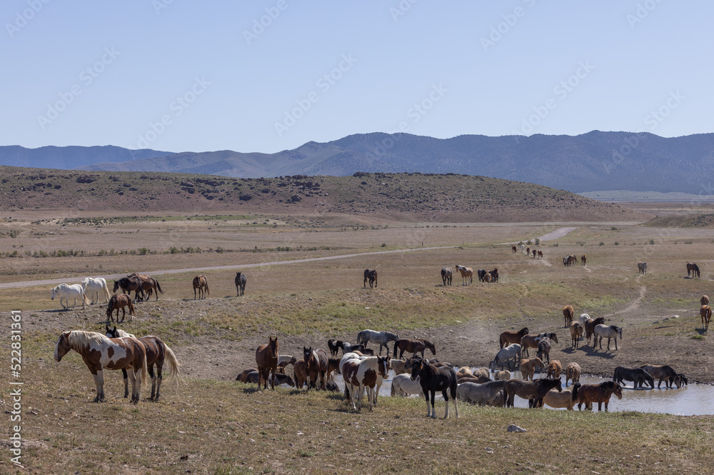 Obraz premium Herd of Wild Horses in the Utah desert