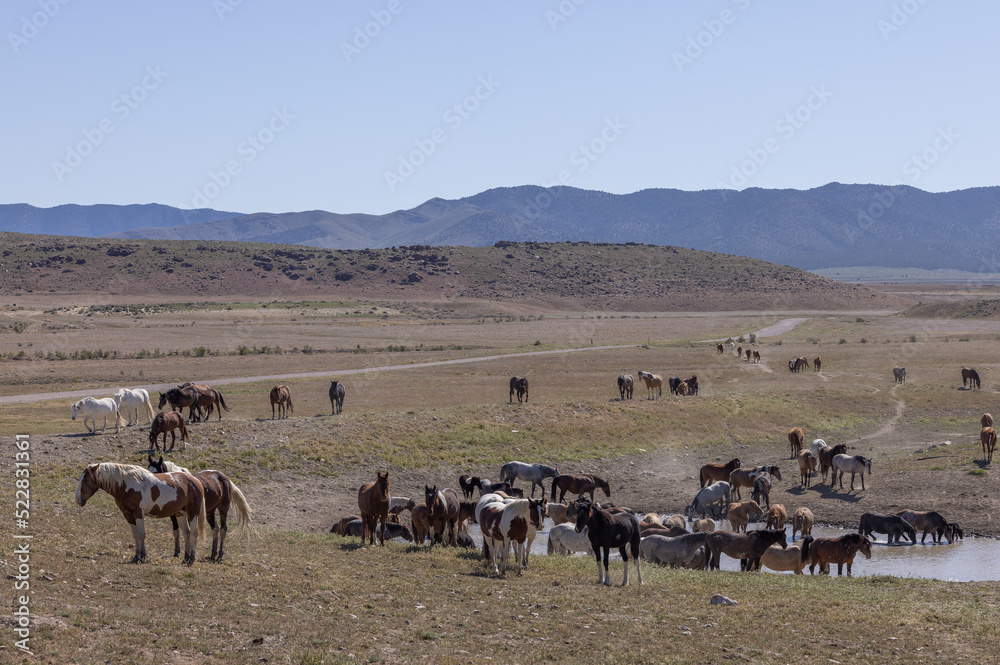 Herd of Wild Horses in the Utah desert