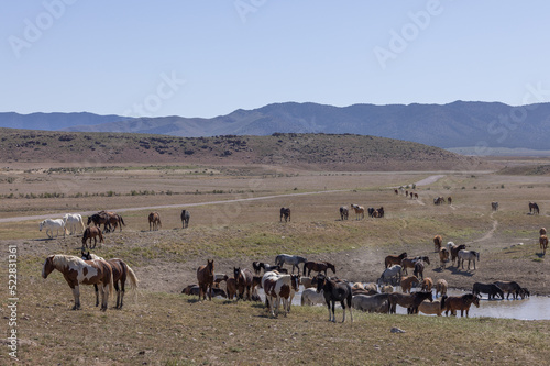 Herd of Wild Horses in the Utah desert