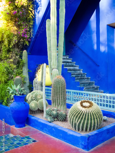 Composition of plants in a majorelle garden in Marrakesh photo