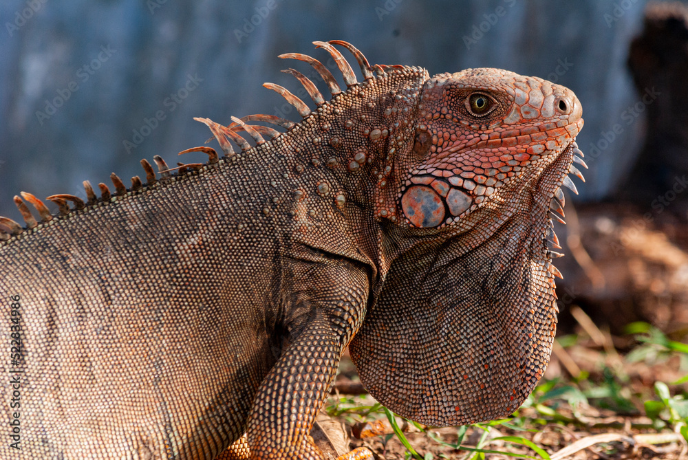 Naklejka premium Giant Iguana in Costa Rica