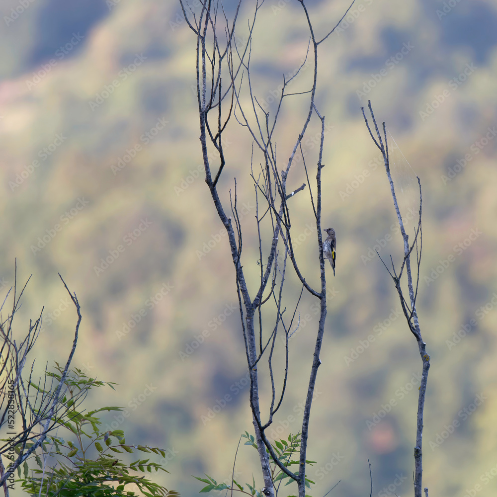 Obraz premium Little bird standing on a branch with the cloudy sky in the background