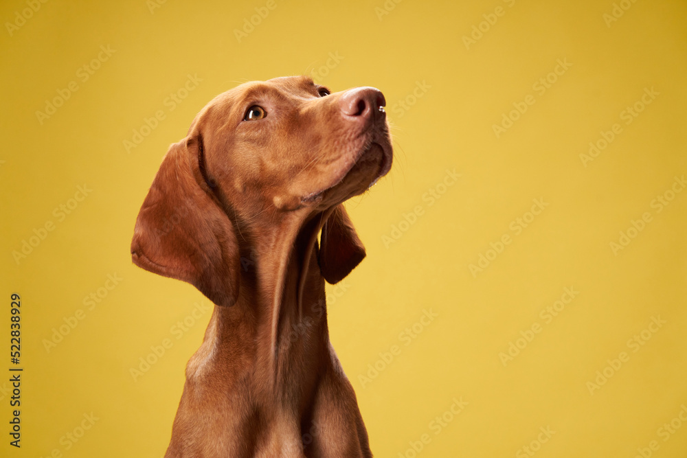 dog on on a yellow background. Charming and emotional Hungarian Vizsla dog on on a yellow background. Charming and emotional Hungarian Vizsla