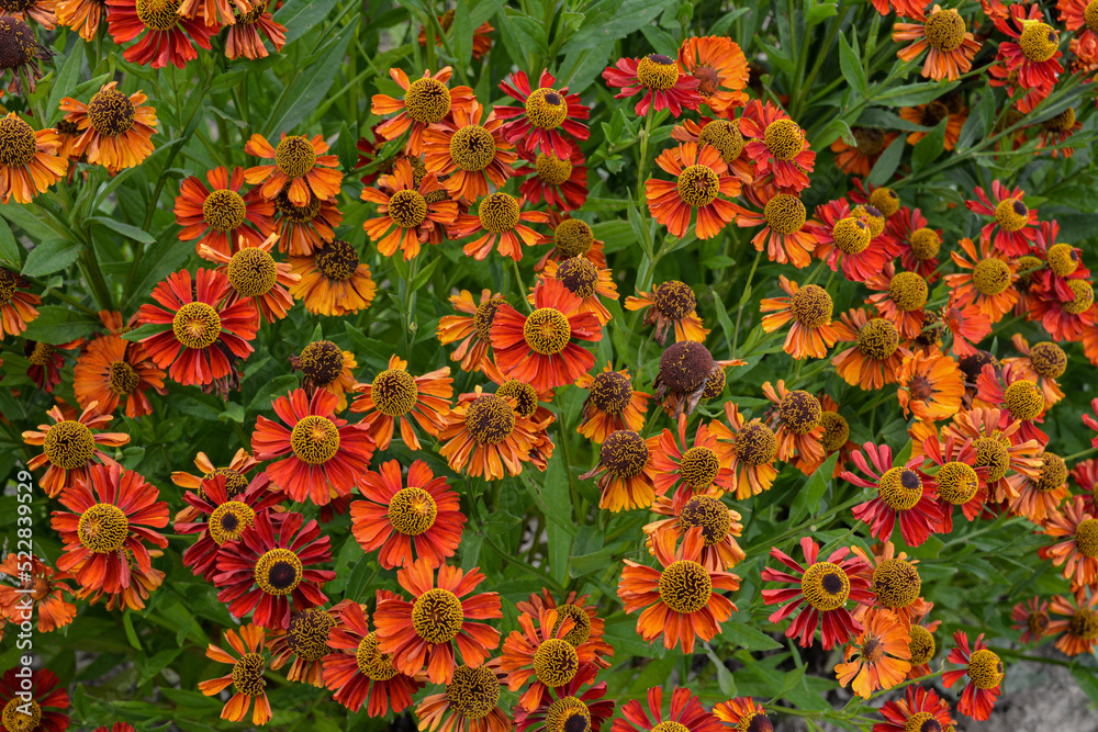 Helenium Waltraut autumnale family Asteraceae bright orange red