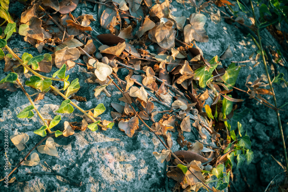 autumn leaves on the stone