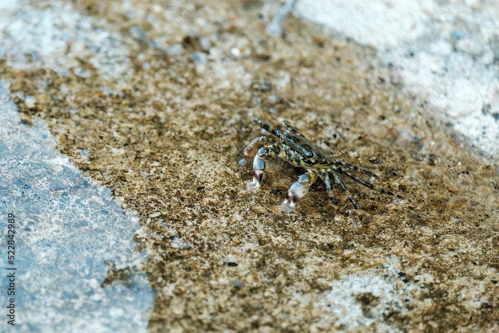 Cute little black crab crawling on brown beach rock at sea coast close view. Small piece of rocky beach washed by clear blue water