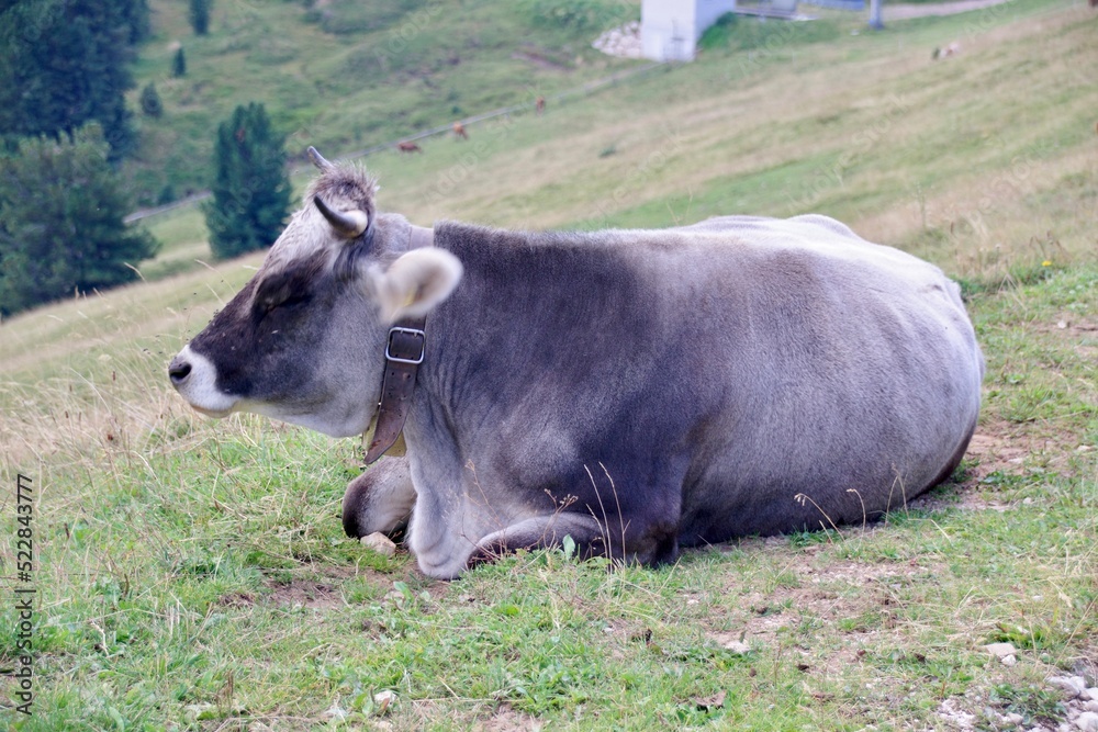 Grauvieh Grauvieh