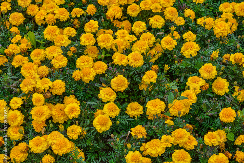 Orange Marigold flowers or in the garden .