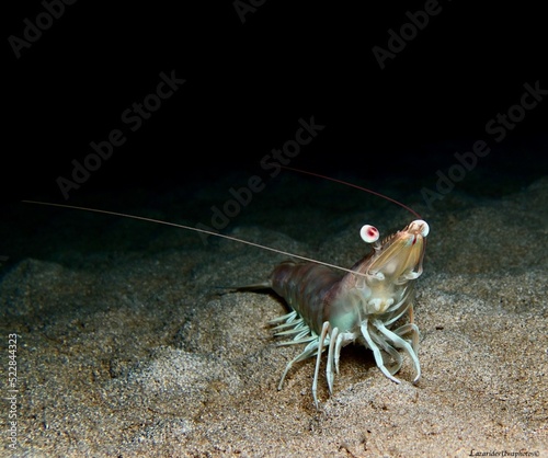 Shrimp - Pulchricaudatus sp. from Cyprus Mediterranean Sea 
