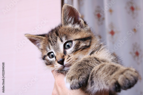 Fototapeta Naklejka Na Ścianę i Meble -  Little grey kitten in hand, closeup portrait