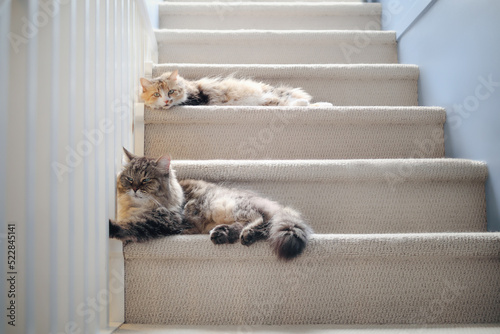 Two cats lying on the stairs. Front view of fluffy senior tabby cat and calico kitty resting relaxed in the staircase with carpet. Cat friends, pet friendship and companion concept. Selective focus. photo