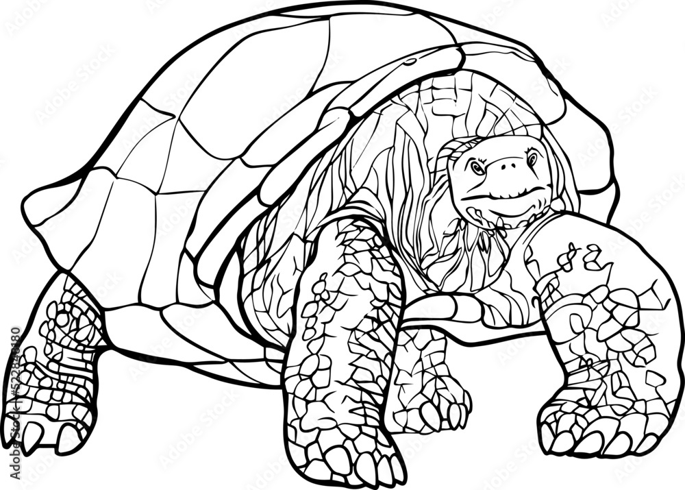 Turtle vector linear black and white drawing Turtle vector linear black and white drawing