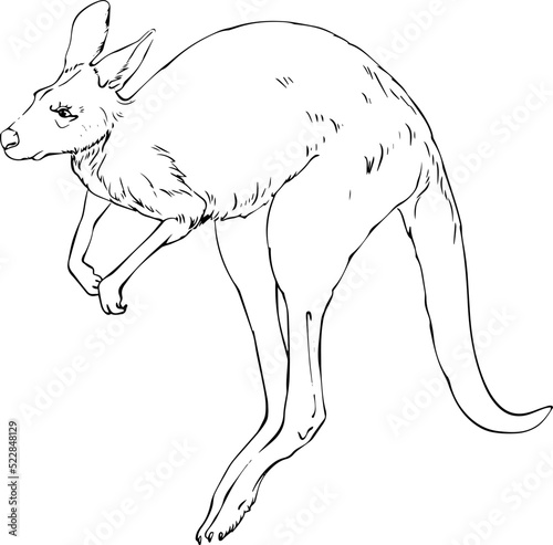 Kangaroo vector black and white line drawing
